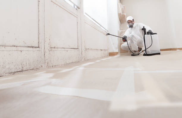 Black mold remediation team in Johnstown